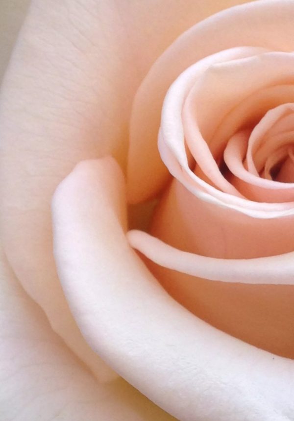 Actualité Dior, rose